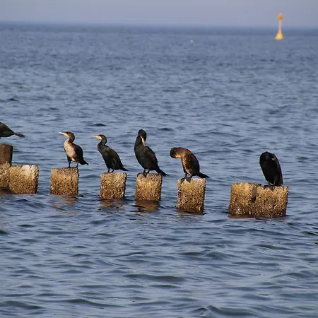 Fiskerhytte - Meine Fischerhuette Apartman *